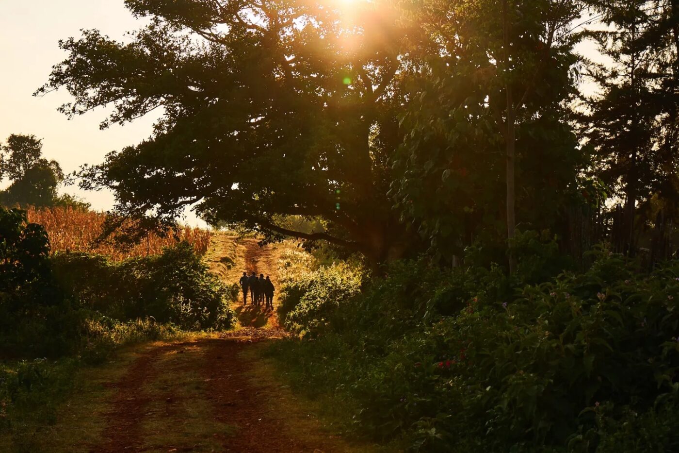 Milimani Runners On Running Trail Kenya