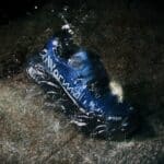 NNormal dévoile la Cadí GORE-TEX, sa chaussure trail la plus polyvalente s&rsquo;équipe pour la pluie